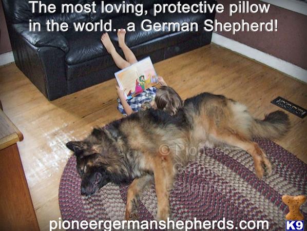 GiantGSDs Picture 3